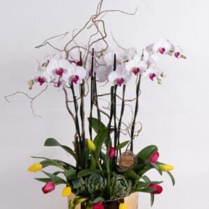 Tulipanes - Alamore Diseño Floral